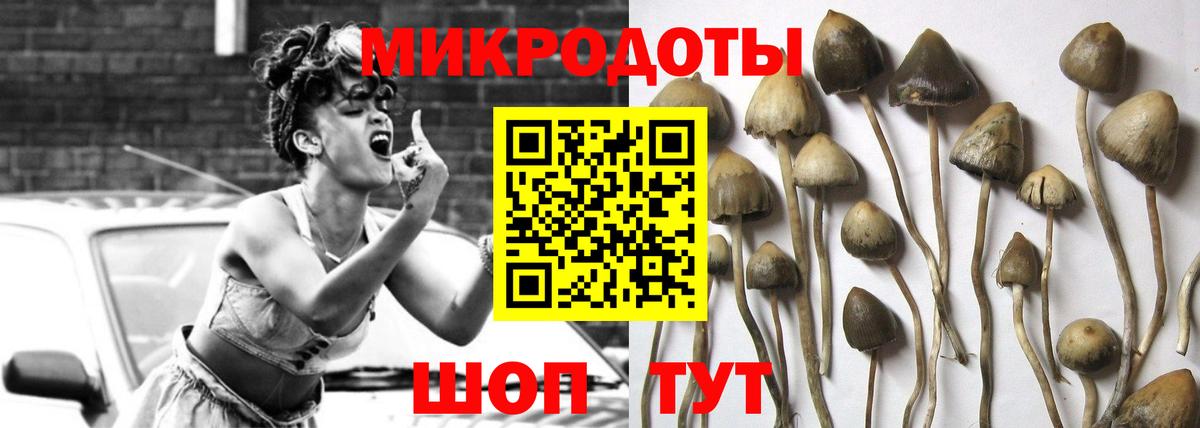 Псилоцибиновые грибы Psilocybe Михайловск